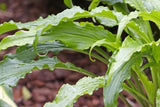 Hosta 'Ringtail' Courtesy of the Hosta Library