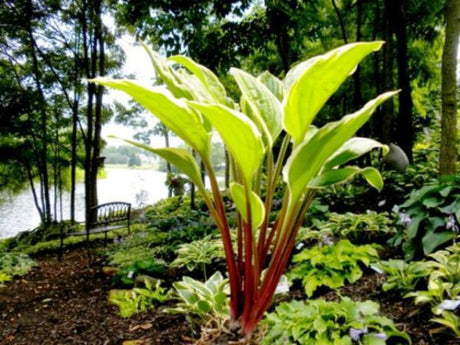 'Rubies and Ruffles' Hosta Courtesy of Randy Goodwin