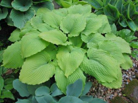 'Sea Gulf Stream' Hosta Courtesy of Kathie Sisson