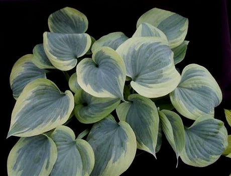 'Secret Ambition' Hosta