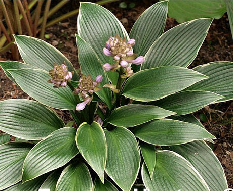 'Silver Shadow' Hosta