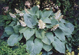 Hosta 'Space Odyssey' Courtesy of Clyde Crockett and the Hosta Library