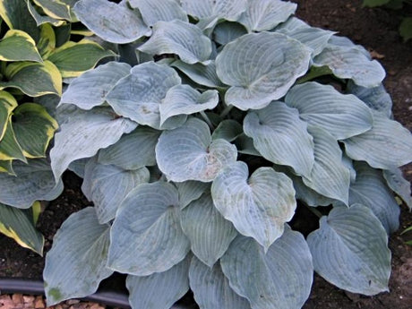 Hosta 'Sterling Medallion' Courtesy of Don Dean