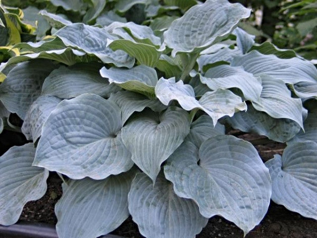 Hosta 'Sterling Medallion' Courtesy of Don Dean