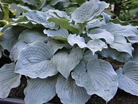 Hosta 'Sterling Medallion' Courtesy of Don Dean