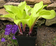 Hosta 'Strawberry Banana Smoothie' Courtesy of Marianna Shkundina and the Hosta Library