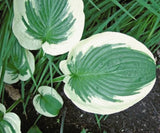 Hosta 'Terry' Courtesy of the Hosta Library