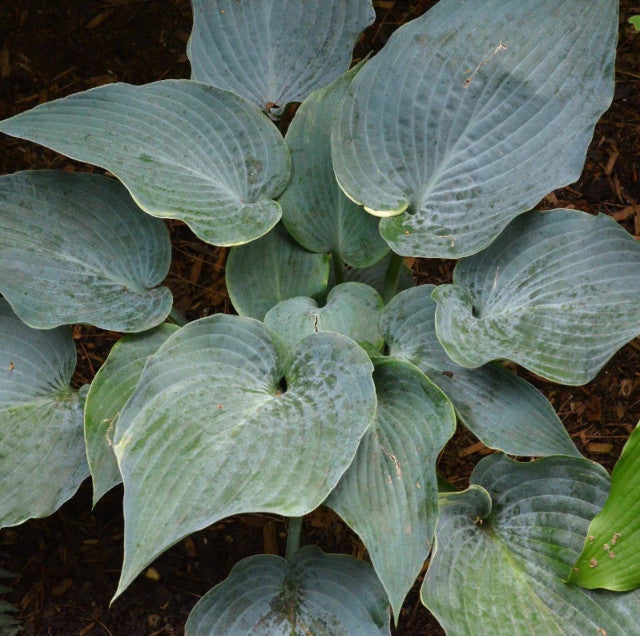 Hosta 'The Future King' Courtesy of Rick Goodenough