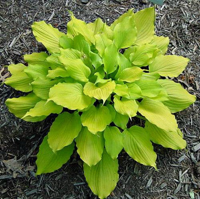 'Tickle Me Pink' Hosta Courtesy of Bev Stegeman