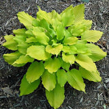 'Tickle Me Pink' Hosta Courtesy of Bev Stegeman