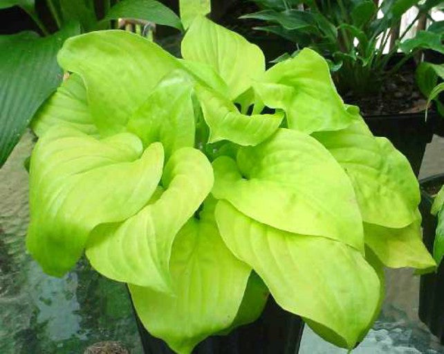 Hosta 'Tortilla Chip' Courtesy of Kathie Sisson