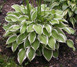 Hosta 'Touchstone' Courtesy of Jamie Freers and the Hosta Library
