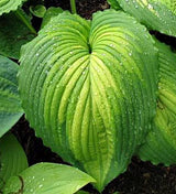 'War Paint' Hosta