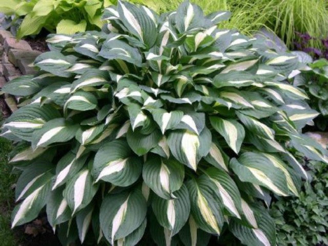 Hosta 'White Bikini' Courtesy of Randy Goodwin and the Hosta Library