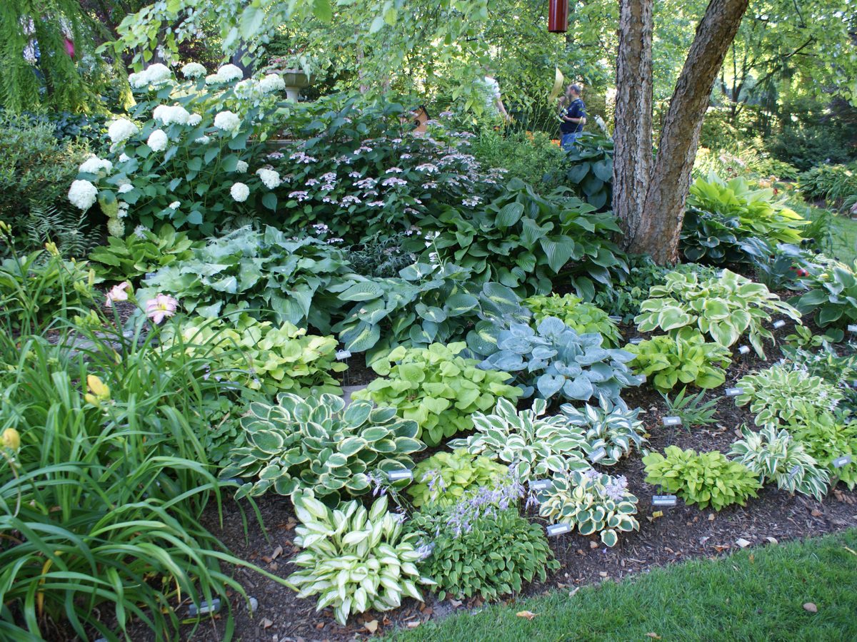 AHS convention garden tour