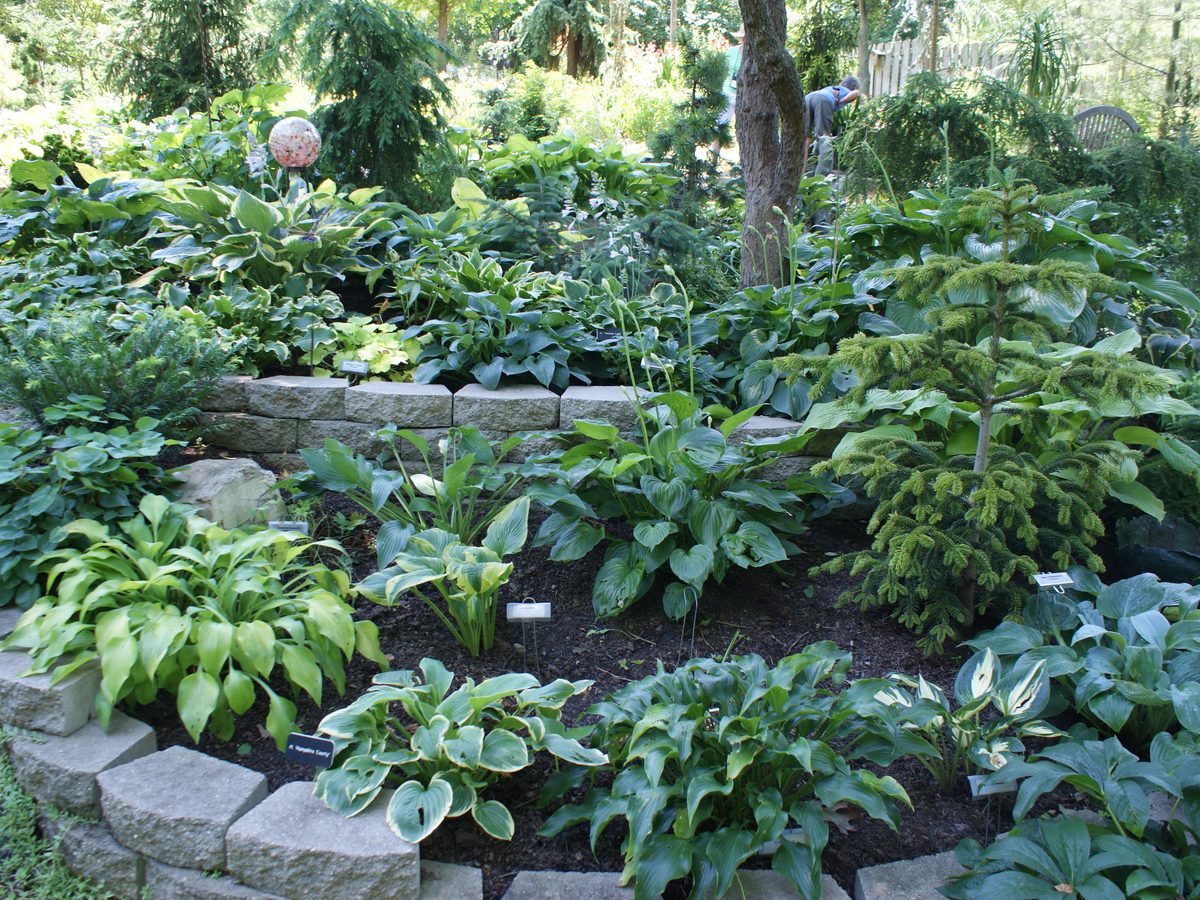 AHS convention garden tour